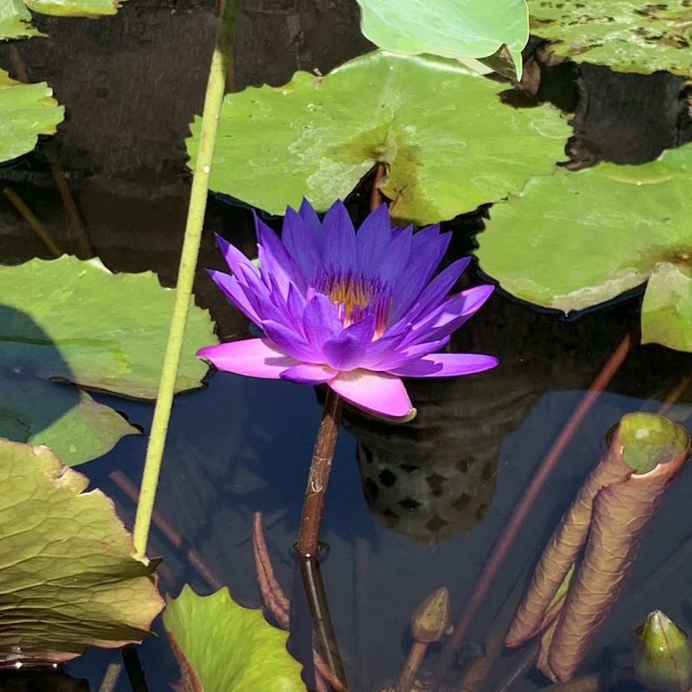 Meet your Posher, Leeanne